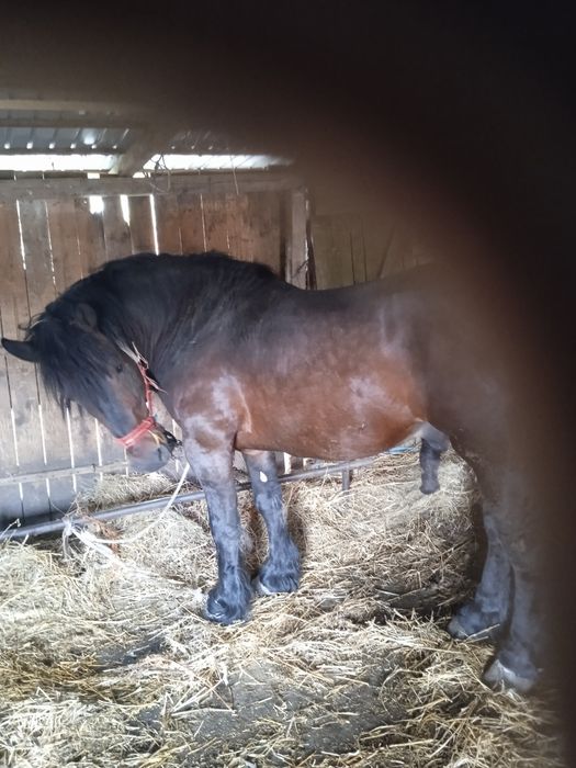 Vanz armăsar de4 ani