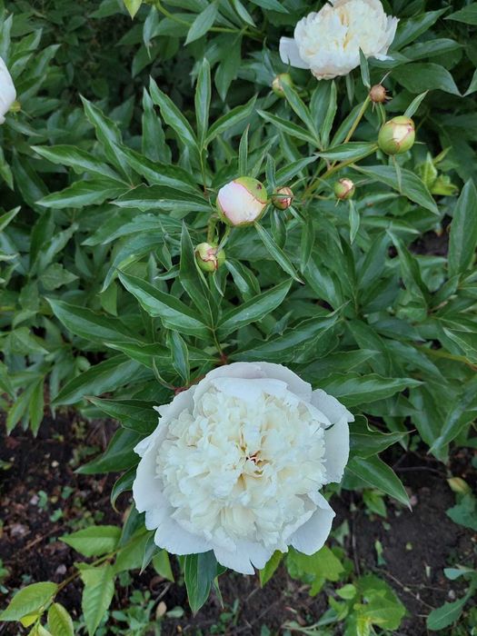 Продам дачу на Айгуле