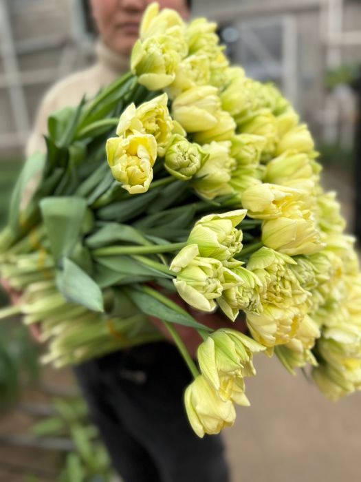 Тюльпаны пионовидные