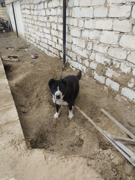 собака               .