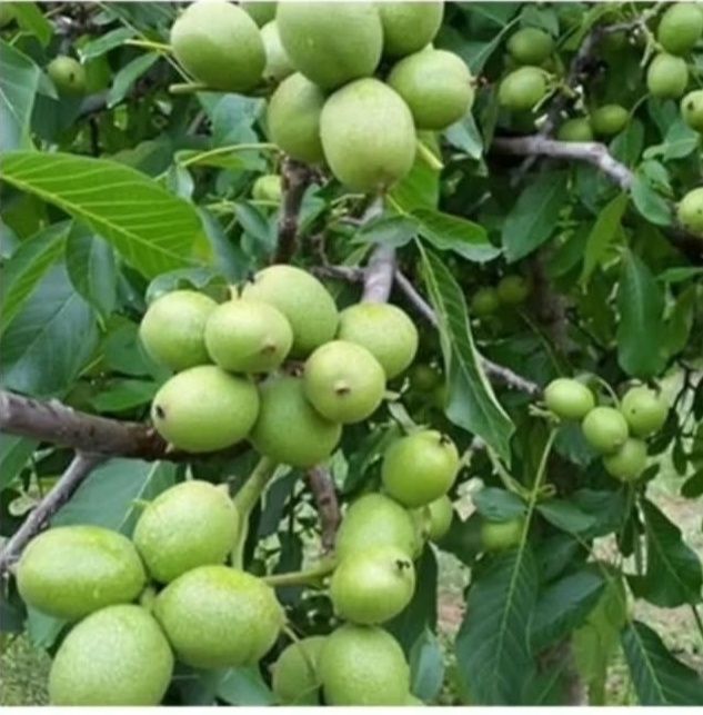 Продам саженцы грецкого ореха