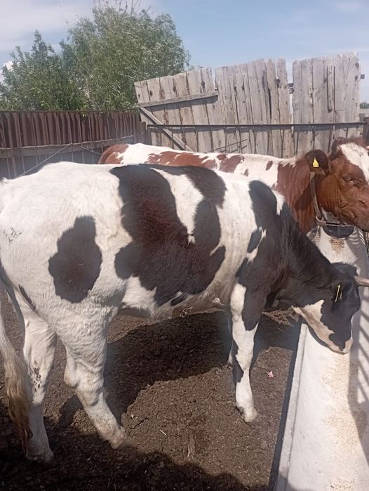 Продам КРС тёлочки