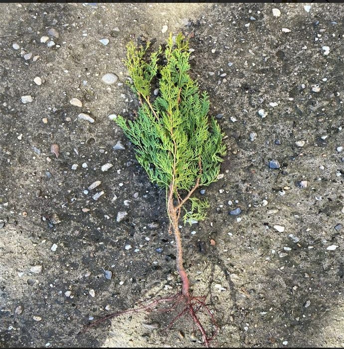 Puieți salcâm frasin fag carpen ulm plop mesteacăn brad molid Tei arin