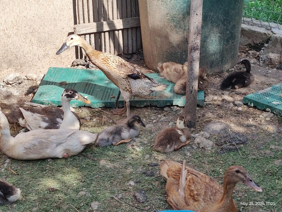 Boboci rata Indiana alergatoare, oua pentru incubat, exemplare adulte
