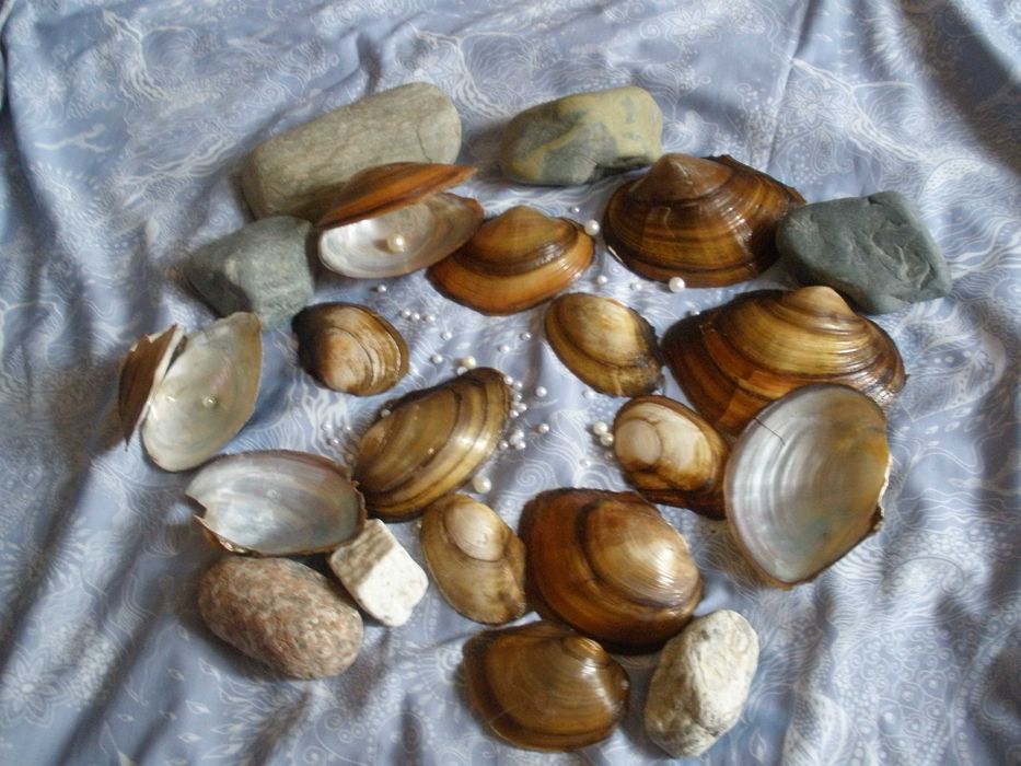 продам лом озерных ракушек
