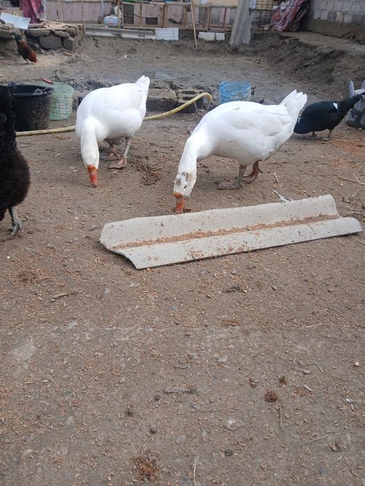 Bir jup g'ozlar sotiladi sog'lom narxi 650 ming jupi