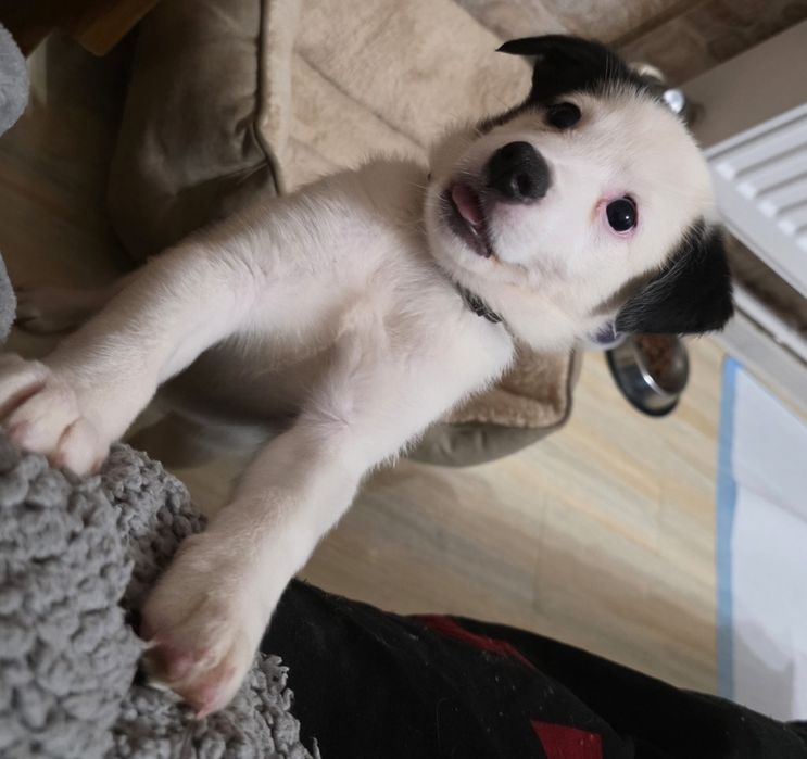 Donez câine talie mica spre  medie