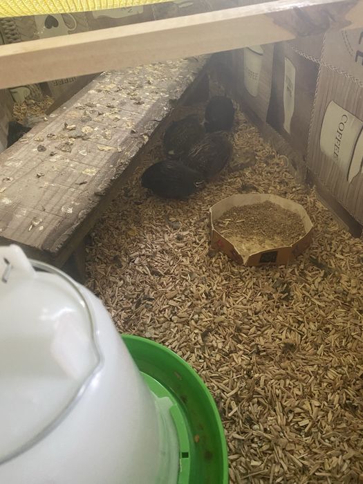 Oua fertile de prepelita pitica chinezeasca