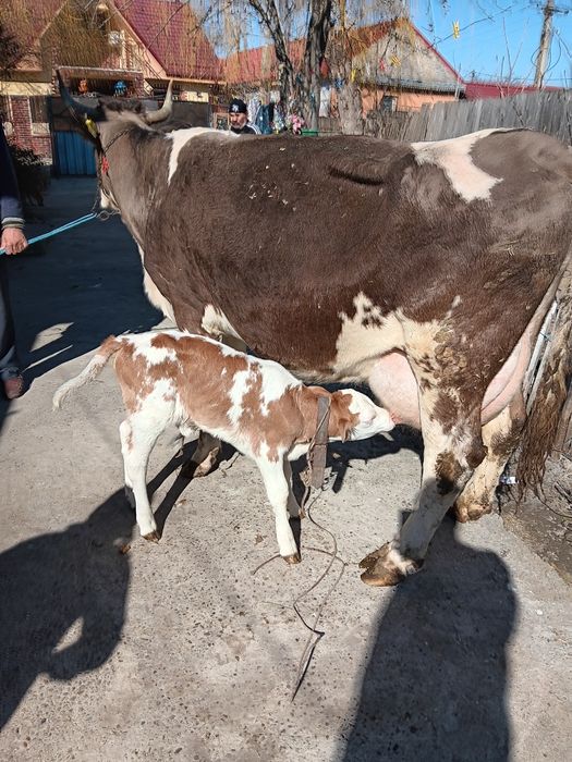 Vand vaca cu vițel