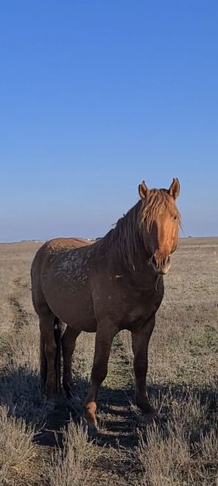 Мұғалжар айғыр сатылады!