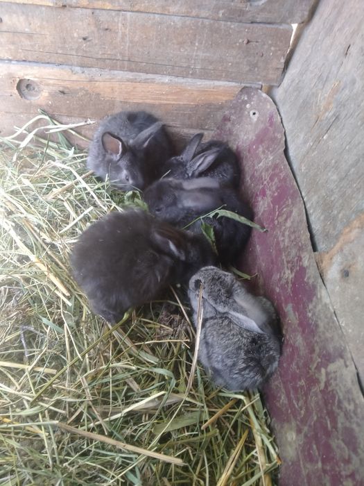 Продам кролят кушают всё