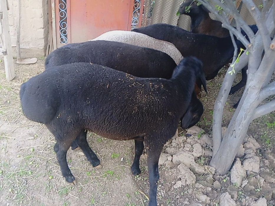 | Qurbonlik | Aqiqa | Exson| To'y | uchun 
• Qo'chqorlar sotiladi 
• S
