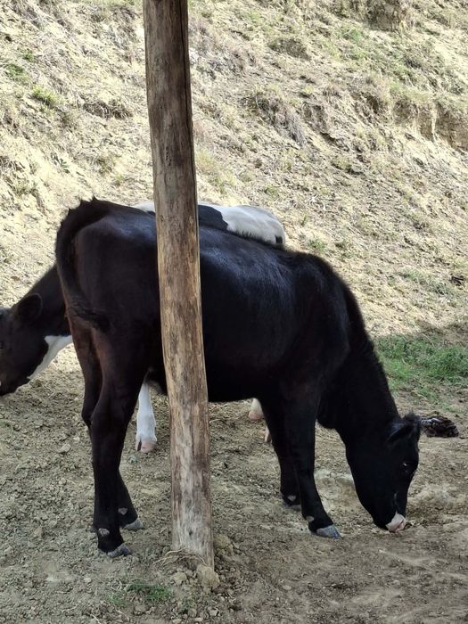 Vitea angus si una baltata