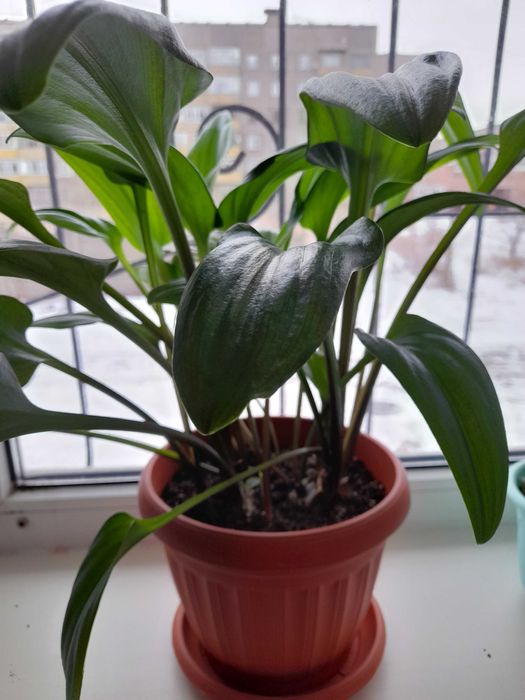 Продам комнатные цветы