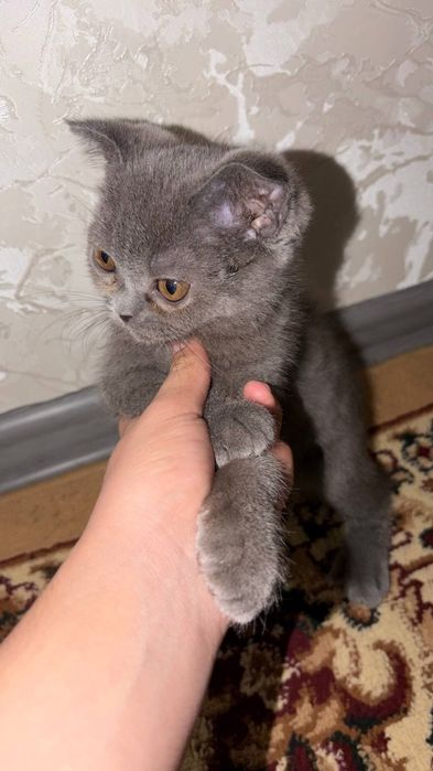 Очаровательные котята ищут любящих хозяев!