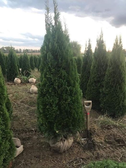 Tuia thuja smaragd diferite dimensiuni aclimatizate