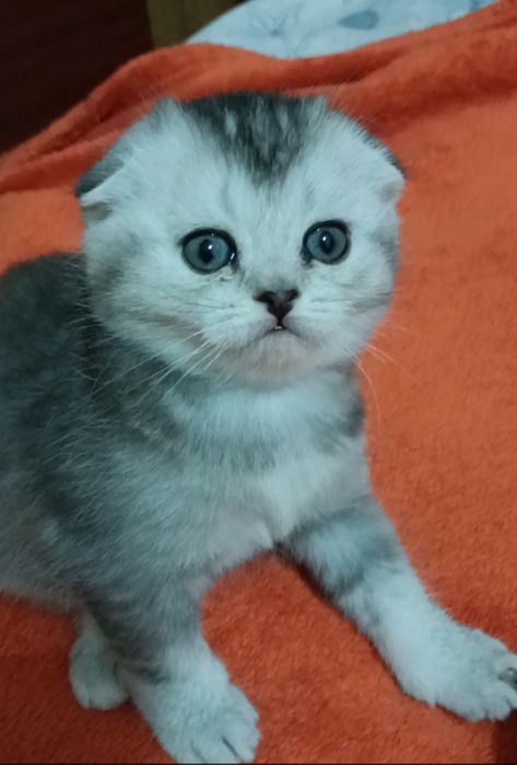 Шотландский вислоухий  шиншилла