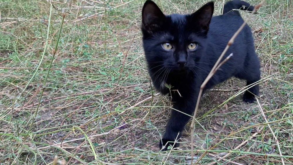 Котята замечательные, велюровые, ищут новый дом