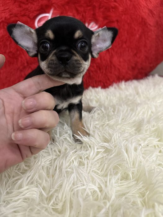 Мальчишечки чихуашечки