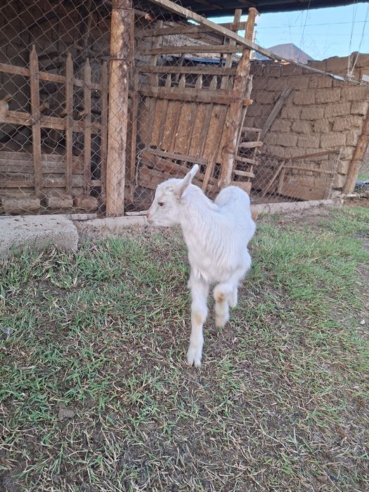 Лақ, занен, ешкі