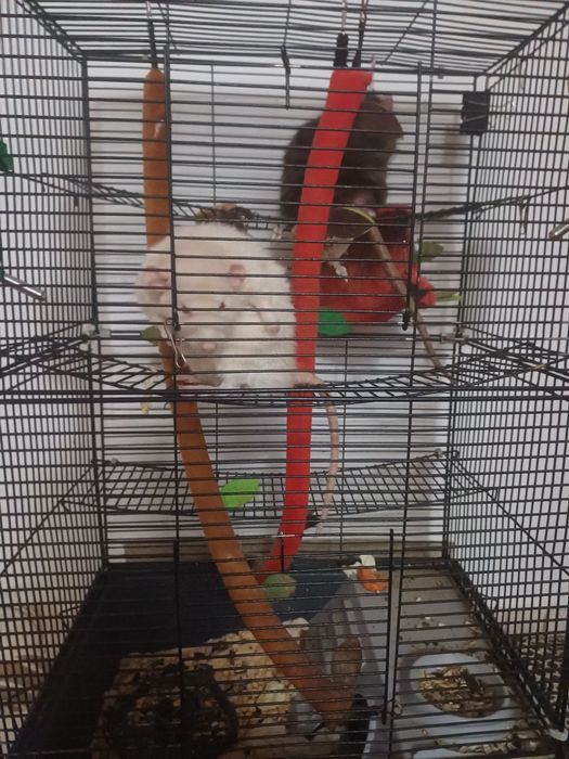 Взрослые крысы с клеткой