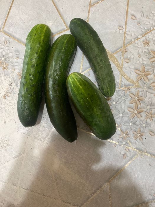 Огурцы домашние с грядки