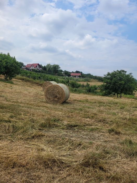 Băloți rotunzi de fân