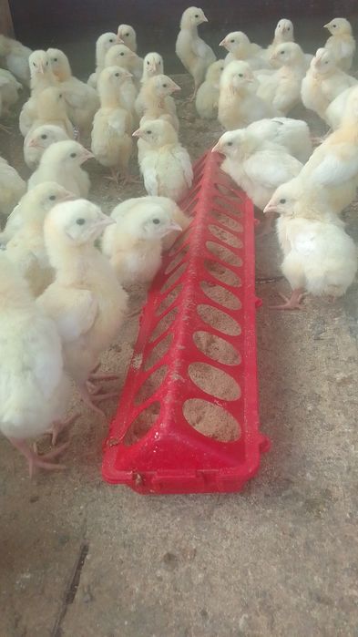 Продам бройлеров шустрые подросшие