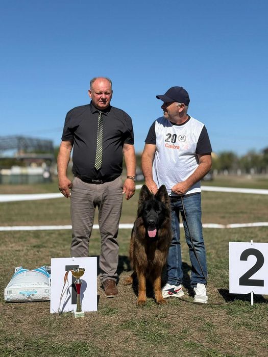 Ciobanesc German par lung