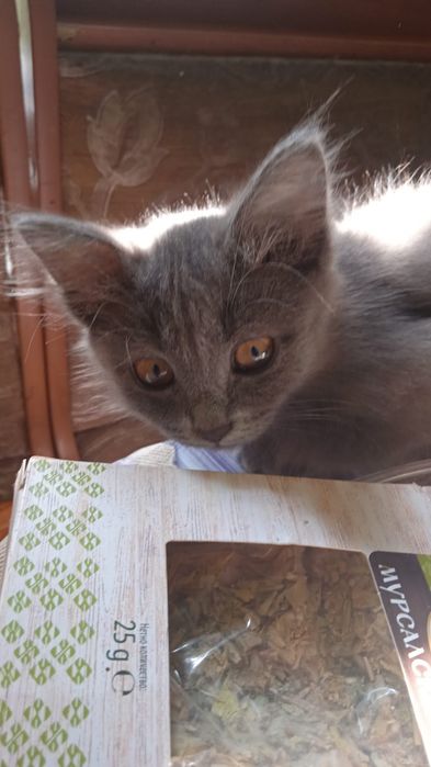 Отдам котят в хорошие ручки
