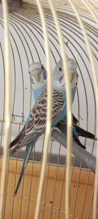Продам волнистых попугаев