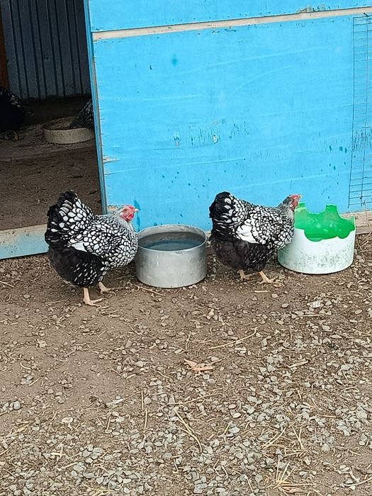 Куры Виандот Серебро