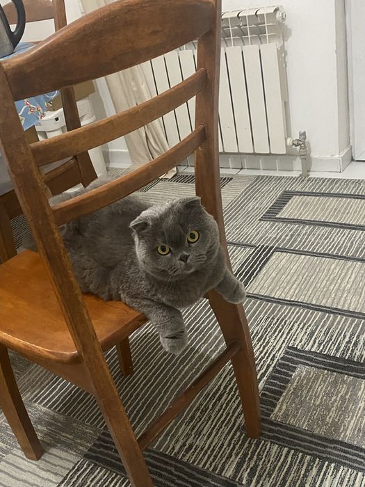 Отдам кошку бесплатно