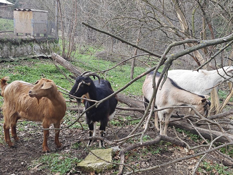 Кози млади бременни