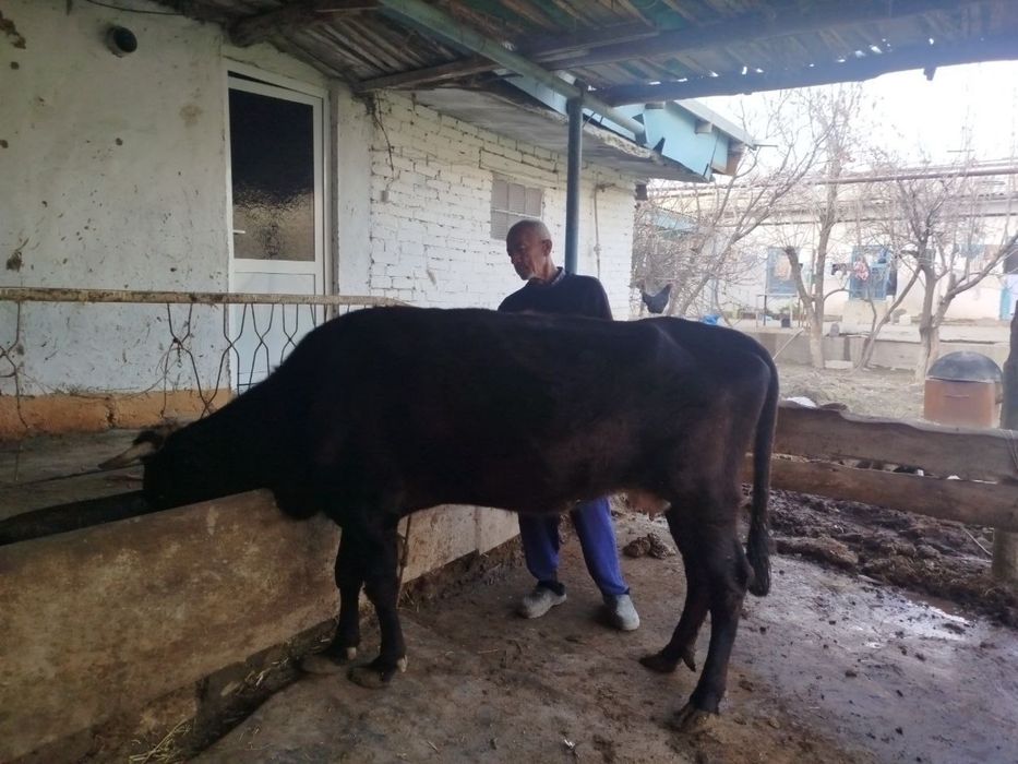 Sigir sotiladi navoiy viloyat