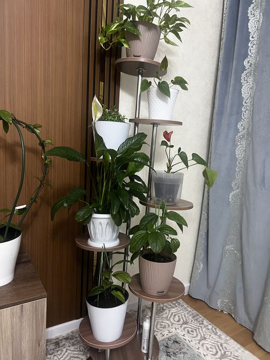 Продам комнатные цветы