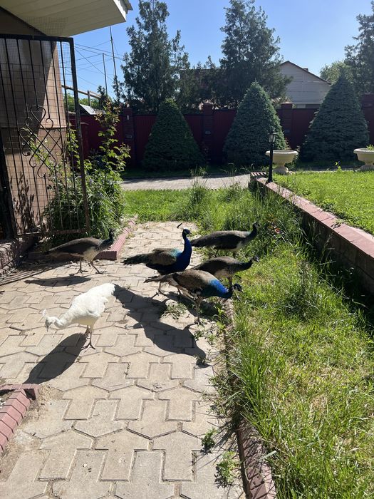 Индийский павлин