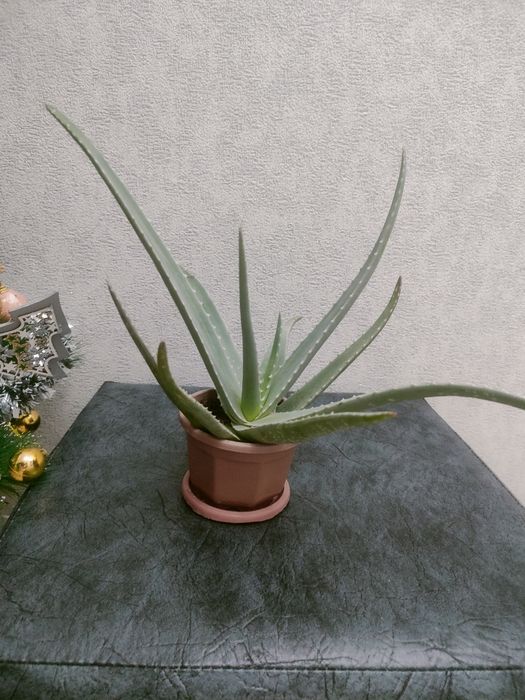 Комнатное Алоэ - вера