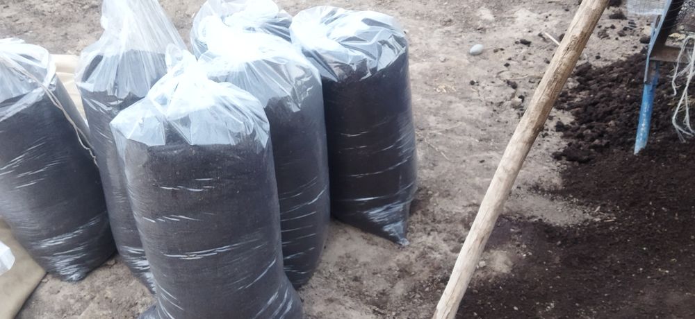 BIYAGOMIS oʻgʻiti sifatli100%