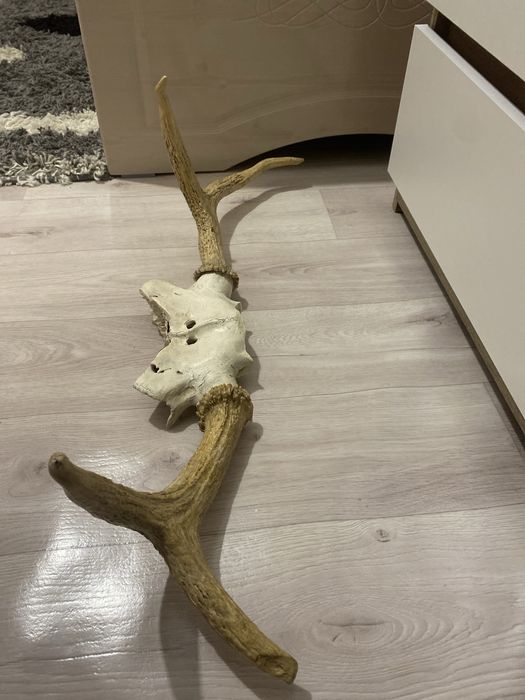 Продам рога оленя