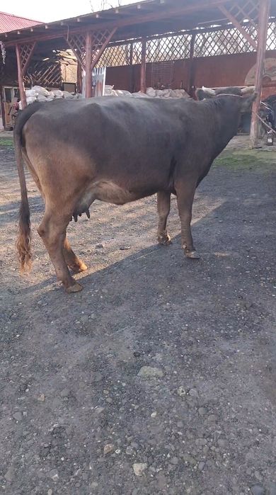 Vand sau schimb cu vacă de Tăiere