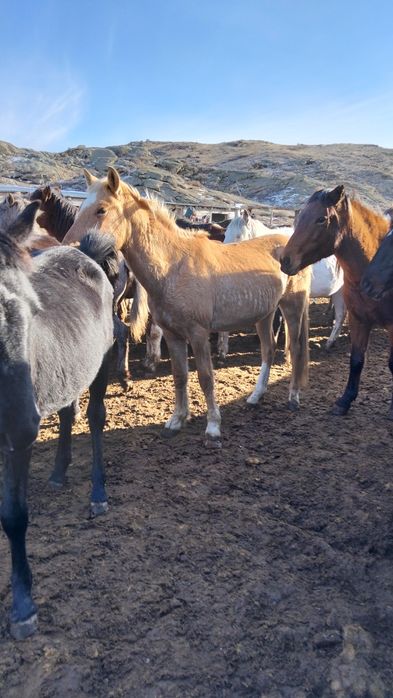 Продаю кунан 4жасар.