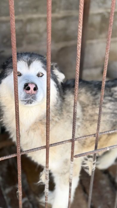 Отдам даром собак хаски