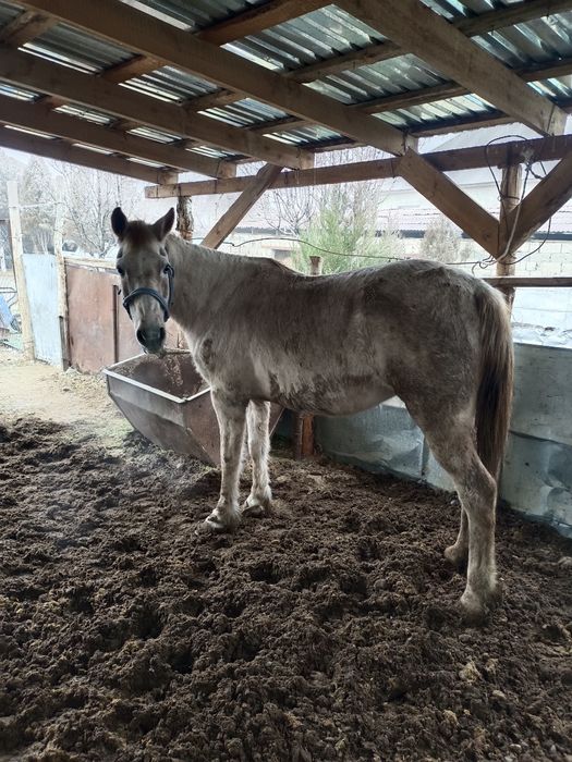 Семіз бие сатылады саудасы бар