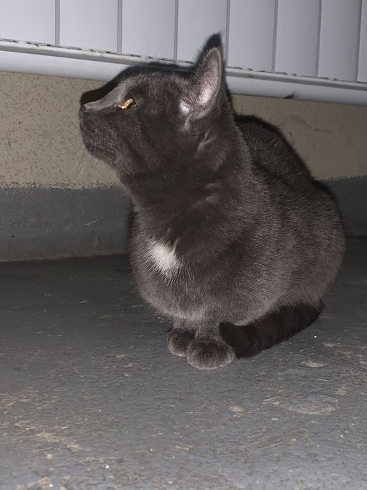 Кошечка молодая уличная