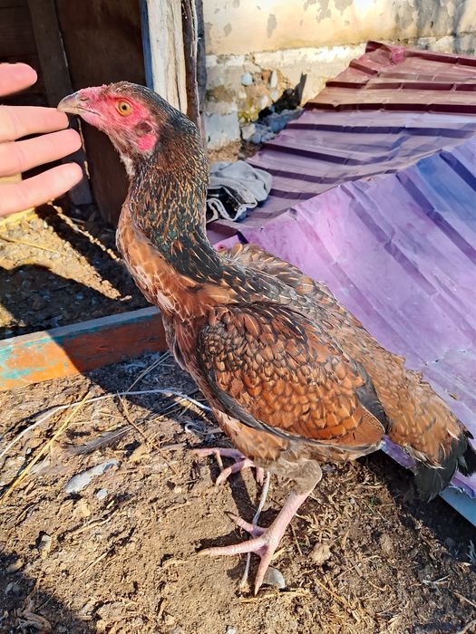 Дакан тауық тар сатлат