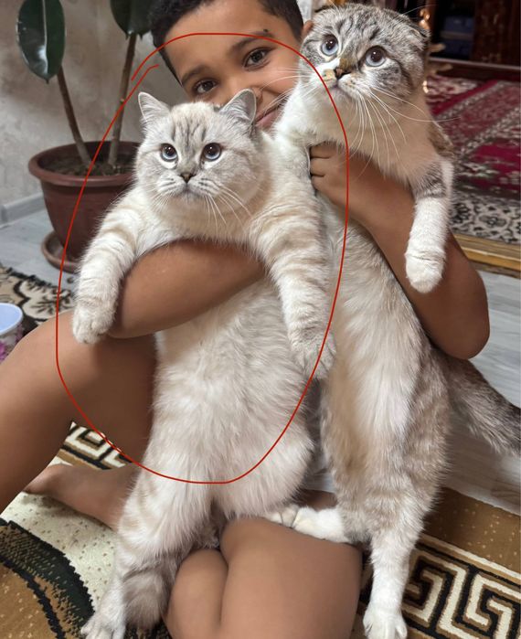 ВЯЗКА британский кот Серебристая Шиншила vyazka mushuk nasil olishga