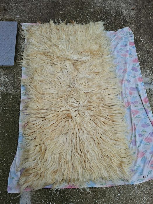 Вълнен китеник с дълъг косъм