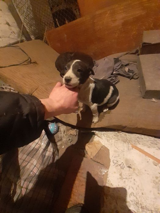 Продаю щенка питбуля