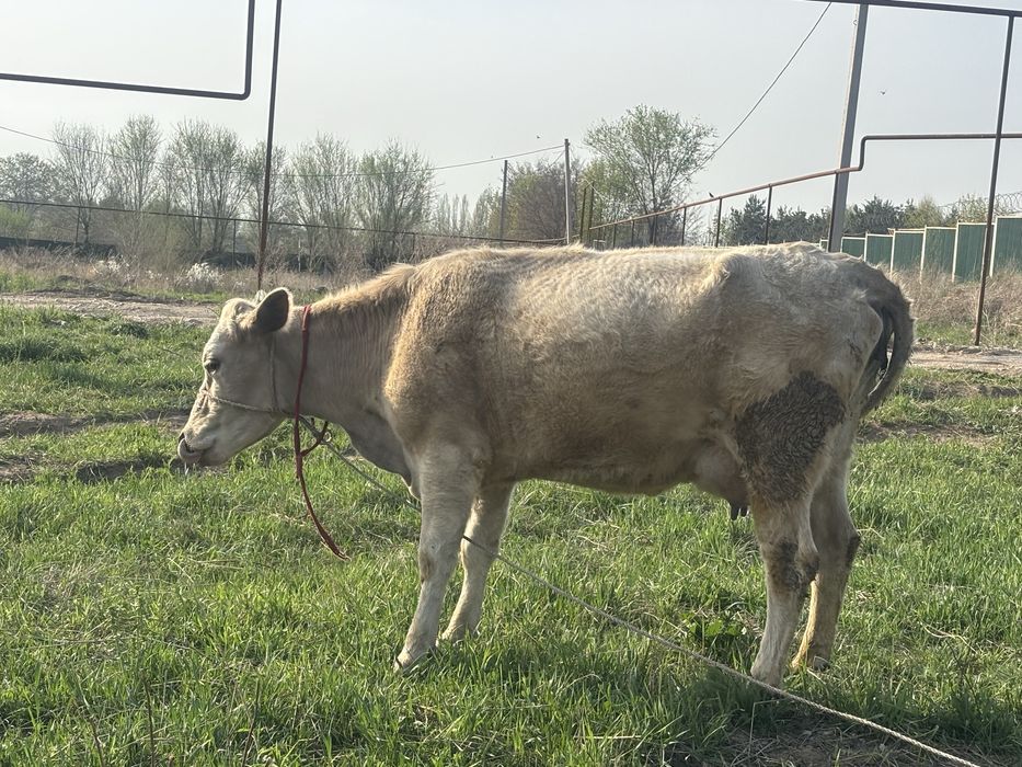 Пролам корову с теленком